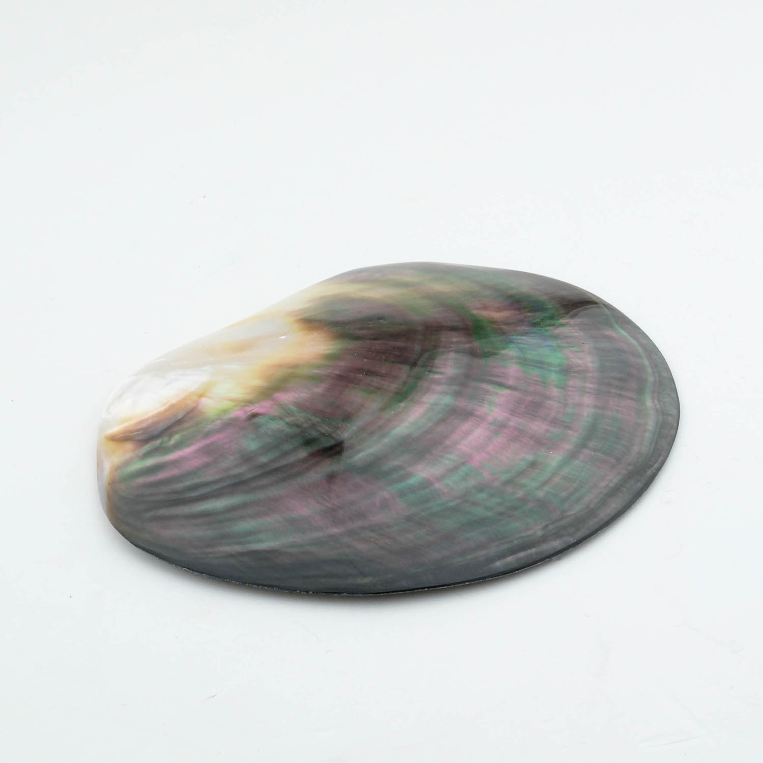 konya-dogaltas-evi-kabuk-sedef-dogal-tas-ham-parca-koleksiyonluk